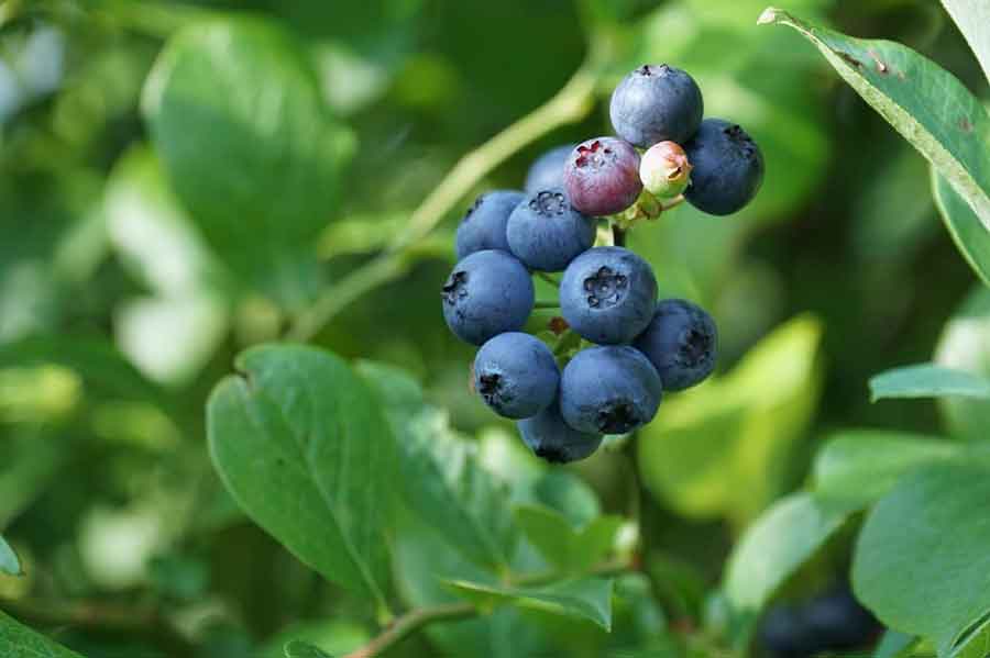 福井県あわら市「瑞香園カフェ | あわらのカフェ」