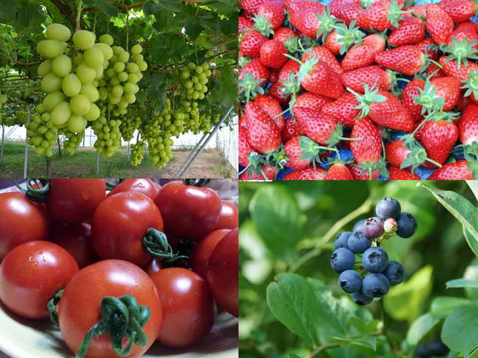 福井県あわら市「あわらフルーツライン」