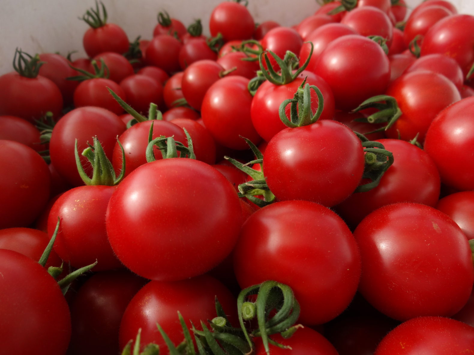 越のルビートマト収穫体験