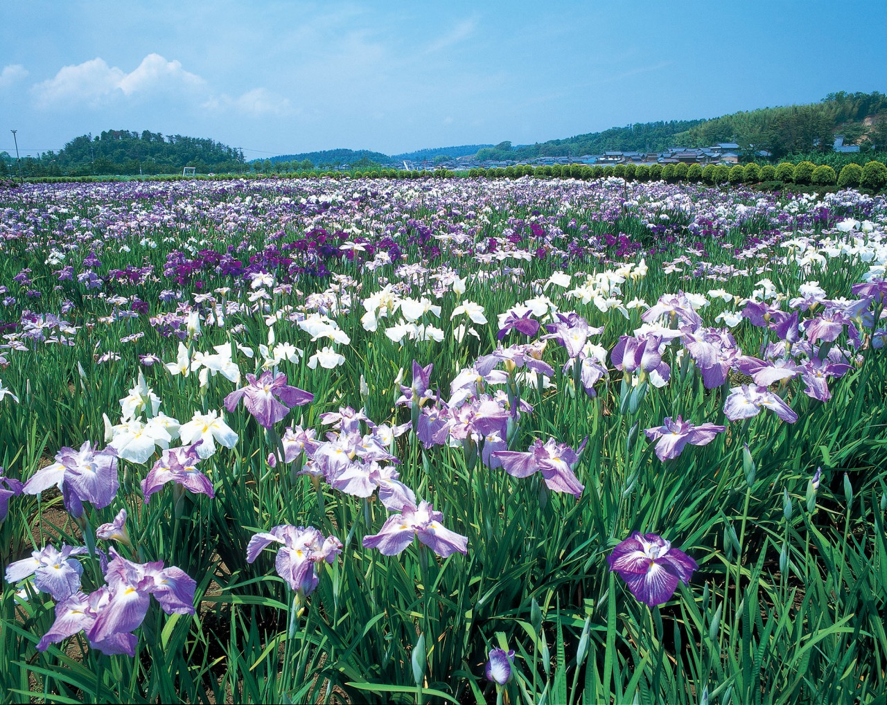 北潟湖畔花菖蒲園