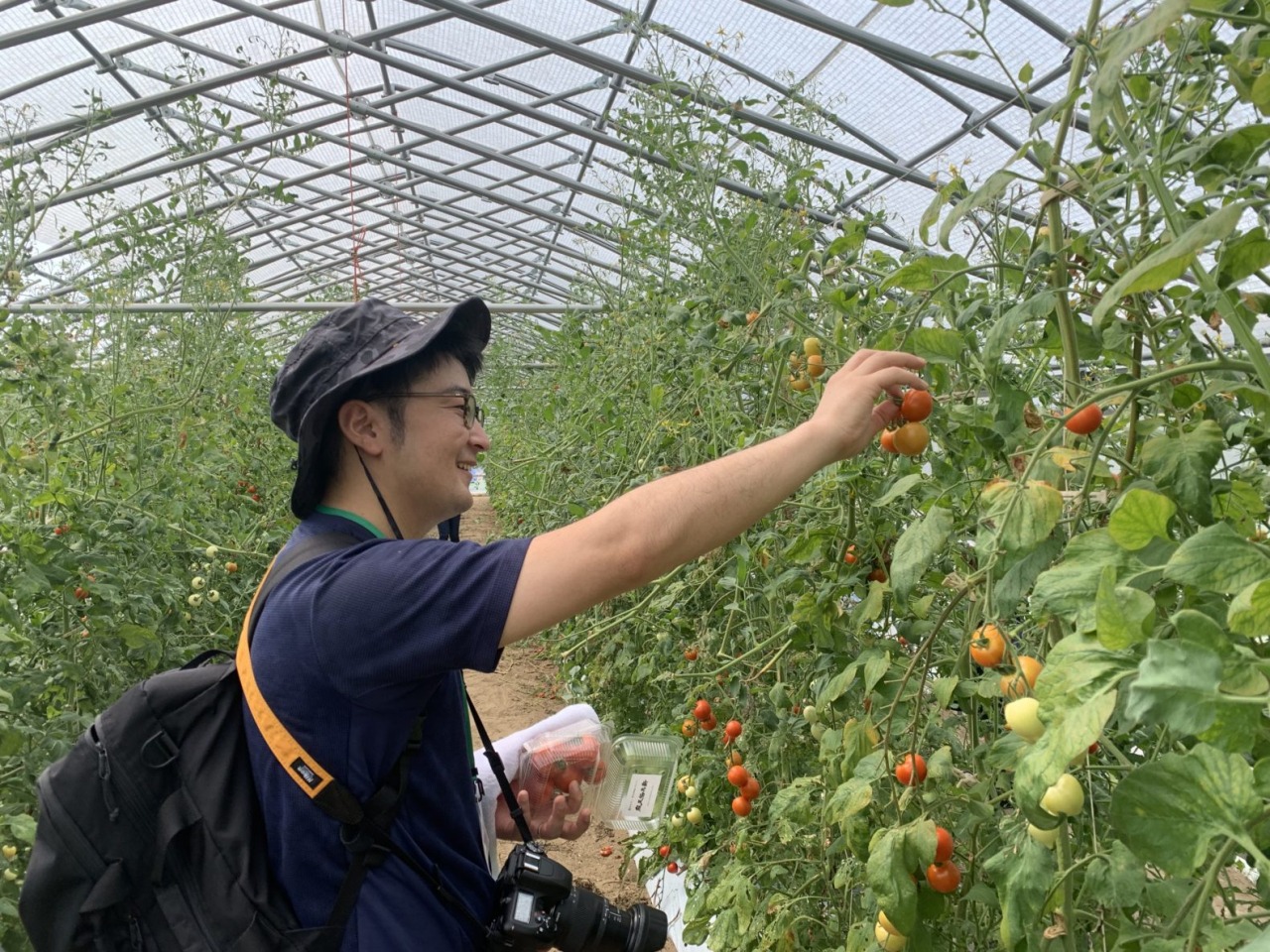 越のルビートマト収穫体験