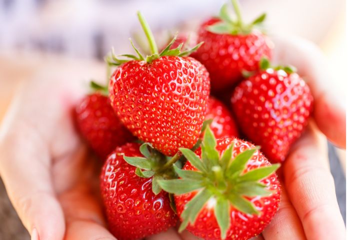 あわら温泉🍓いちご狩り特集🍓フルーツ王国あわら