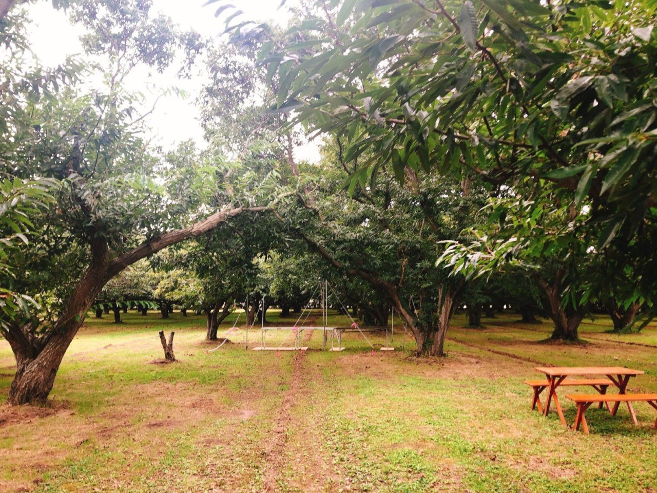 朝倉梨栗園