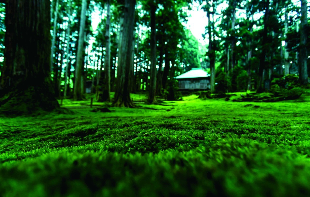 白山平泉寺 / 平泉寺白山神社