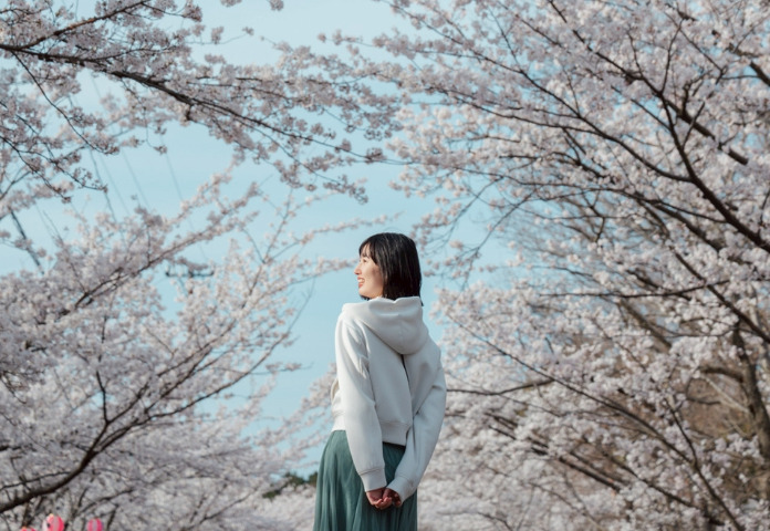 あわら温泉🌸隠れた桜の名所紹介🌸2026年版