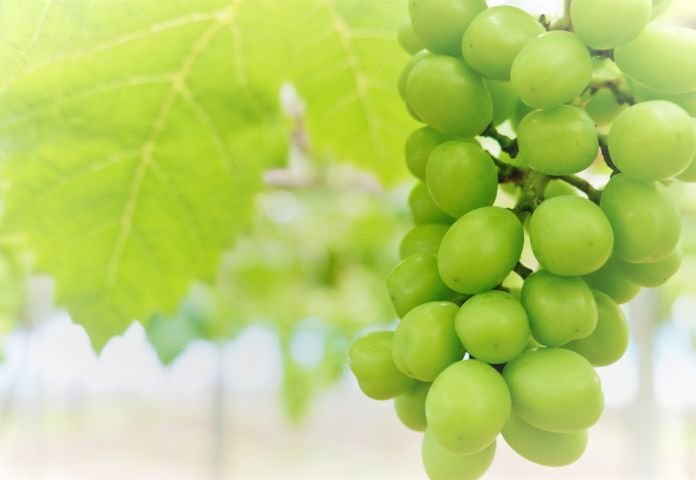 あわら温泉🍇ぶどう摘み取り体験特集🍇フルーツ王国あわら
