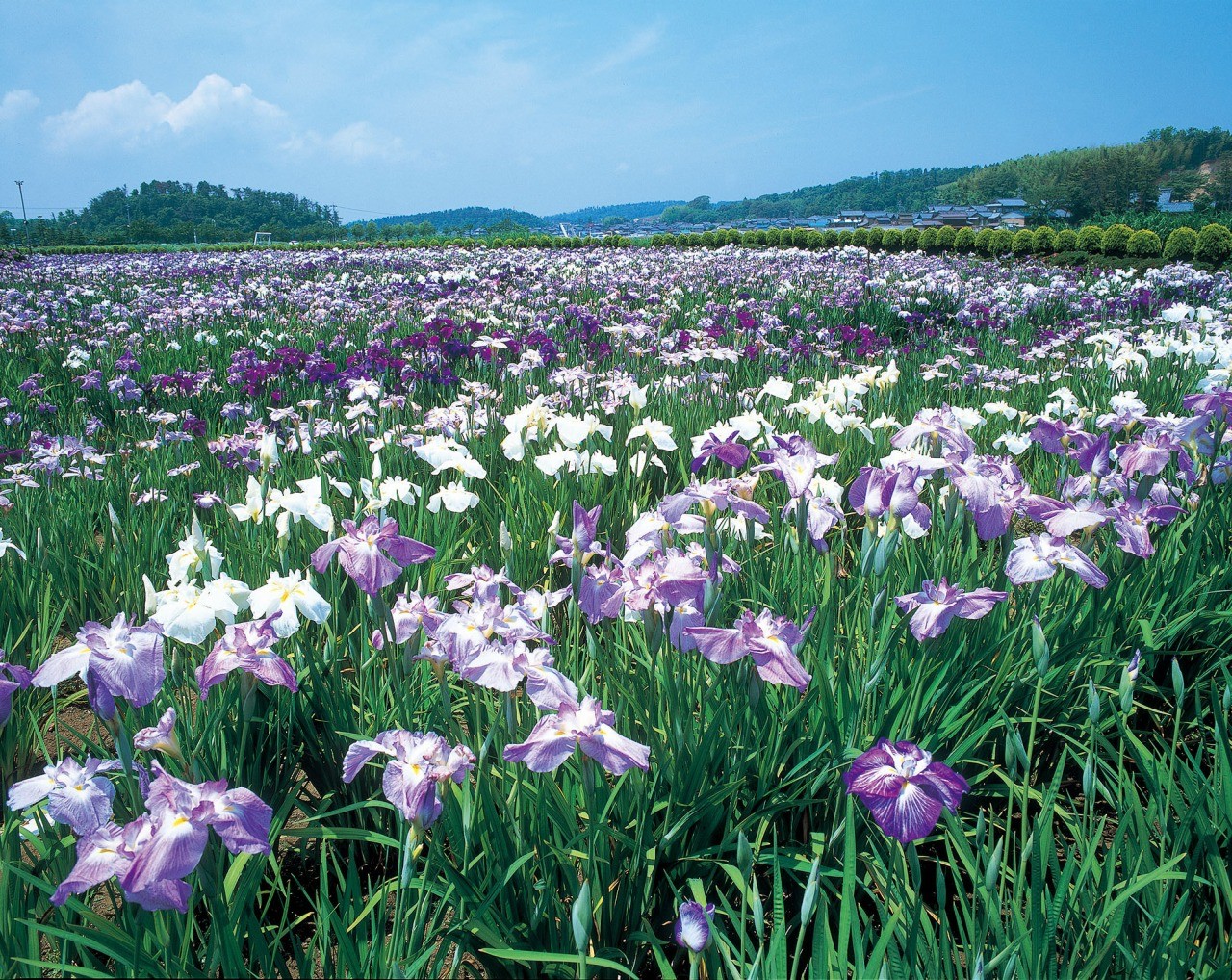 北潟湖畔花菖蒲園