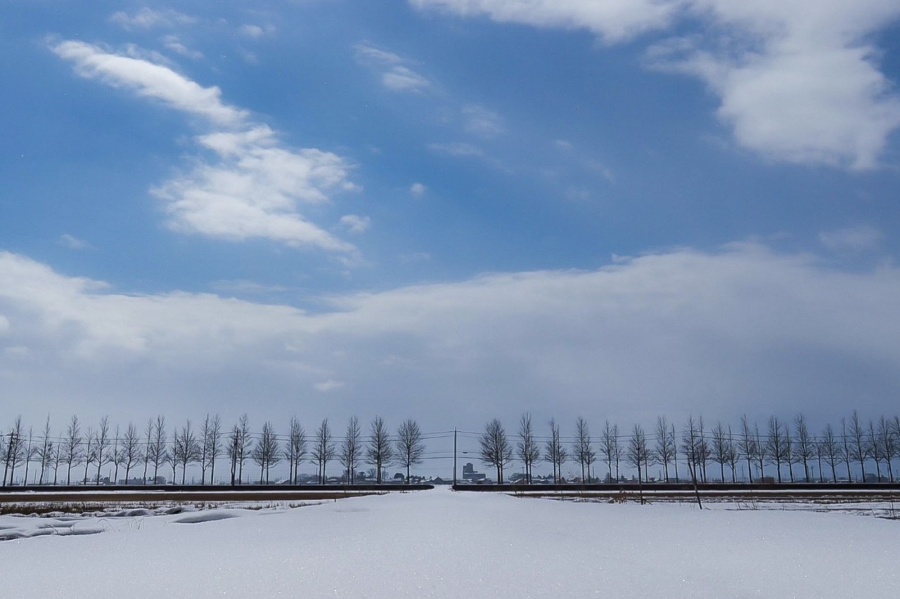 アメリカフウ並木道