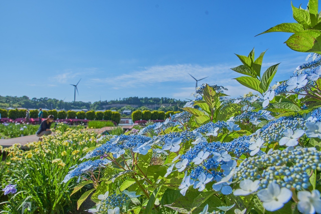 北潟湖畔花菖蒲園