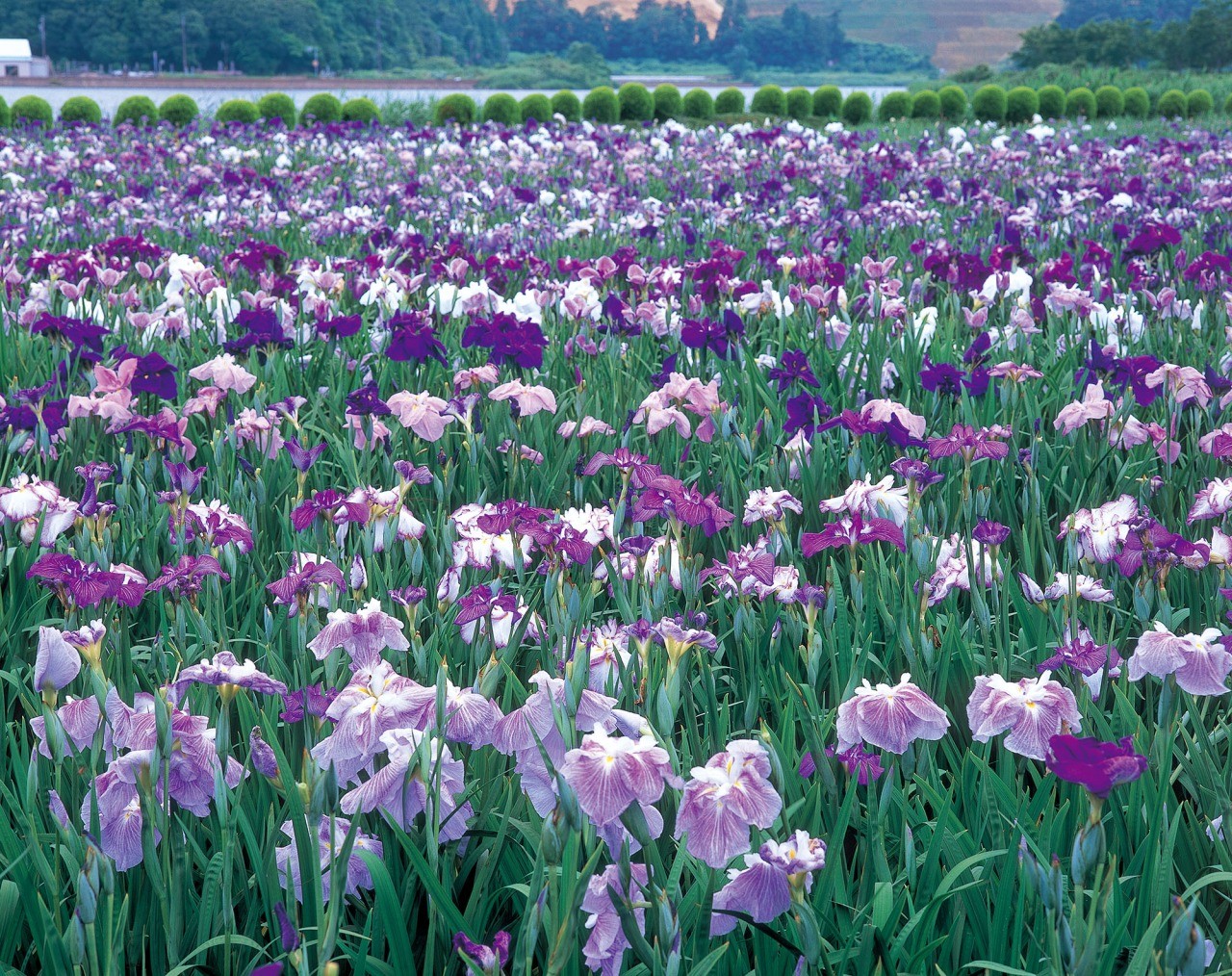 北潟湖畔花菖蒲園