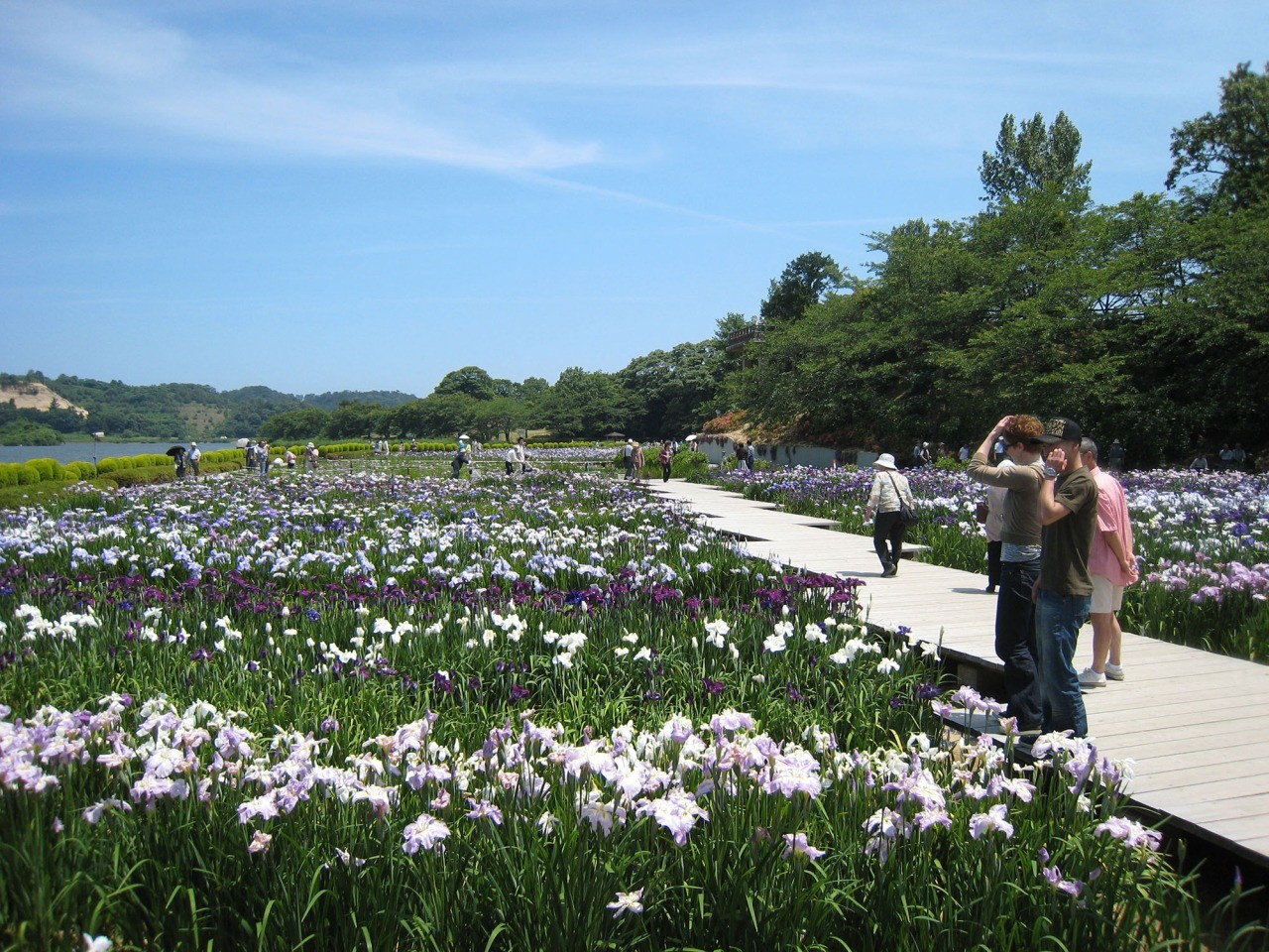 北潟湖畔花菖蒲園