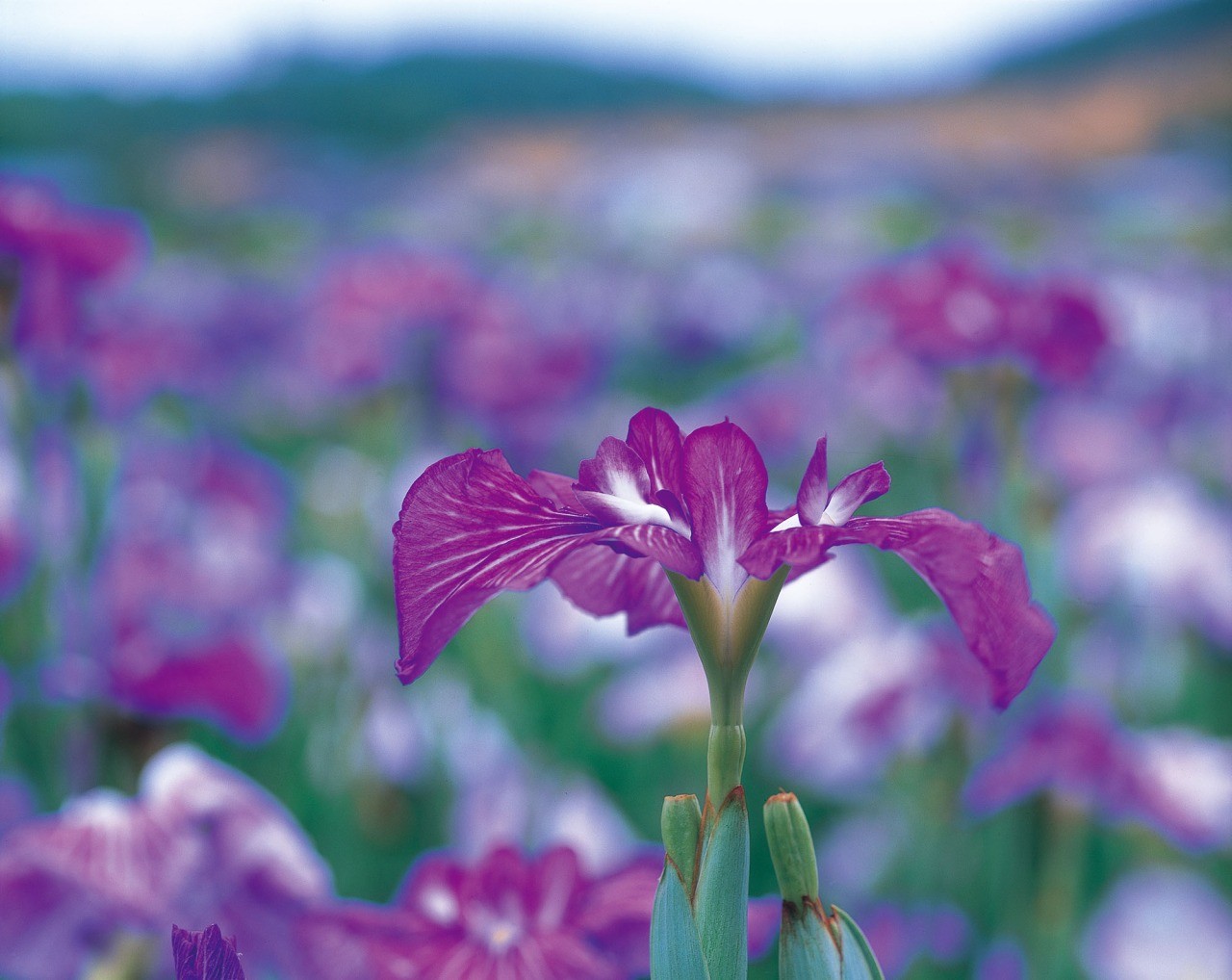 北潟湖畔花菖蒲園