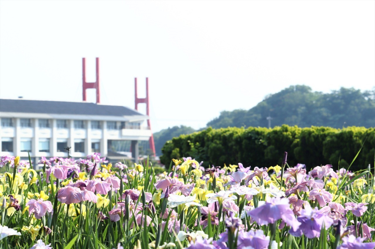 北潟湖畔花菖蒲園