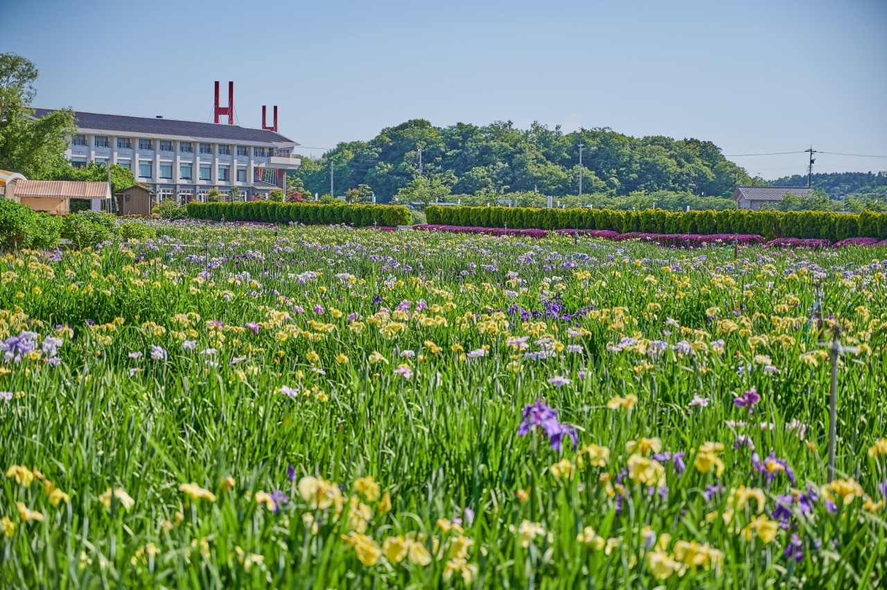 北潟湖畔花菖蒲園