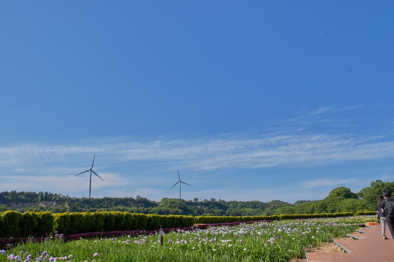 北潟湖畔花菖蒲園