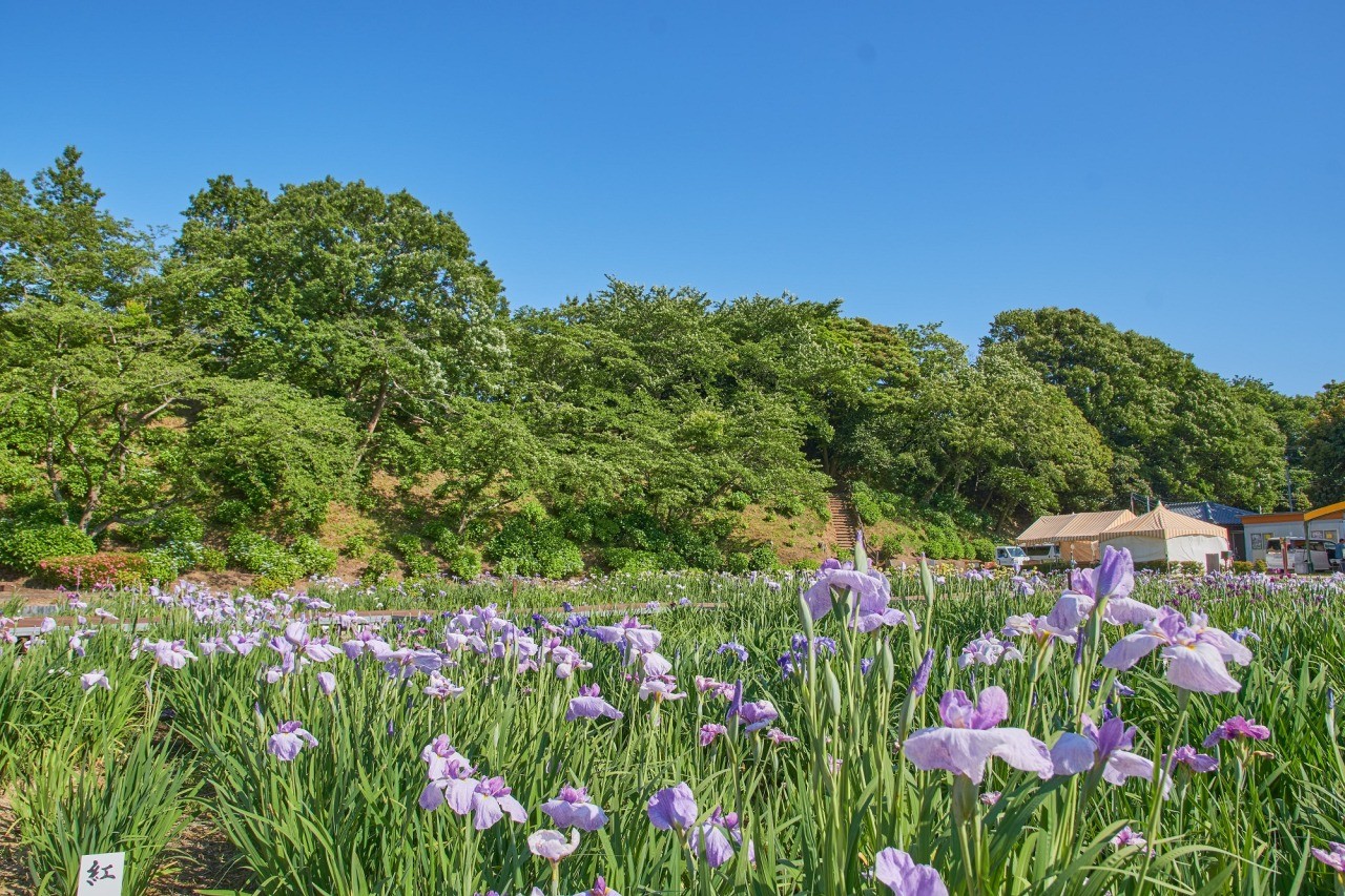 北潟湖畔花菖蒲園