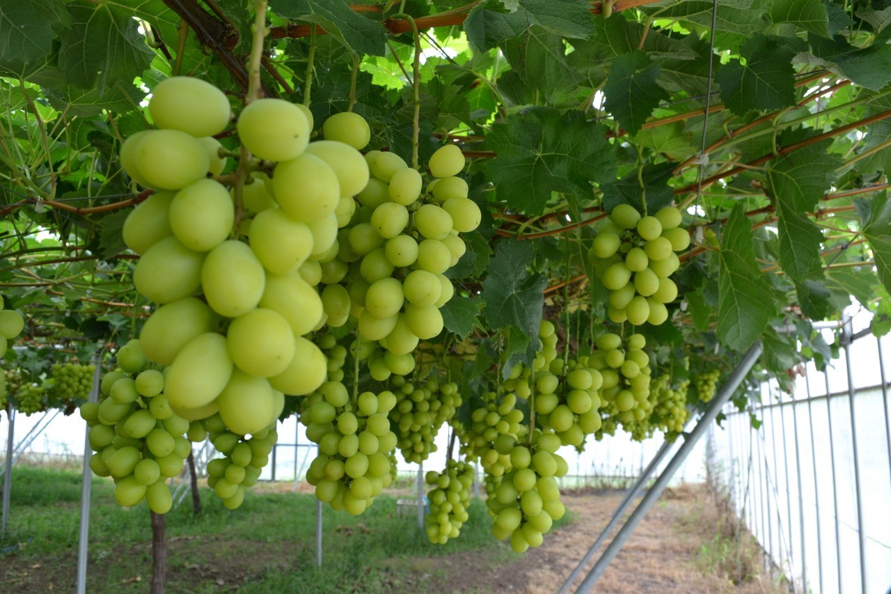 あわらベルジェ観光ぶどう園