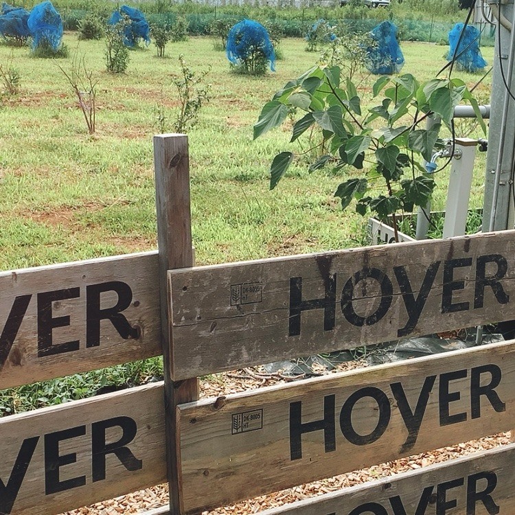 あわら温泉フルーツパークOKAYU（ぶどう狩り）