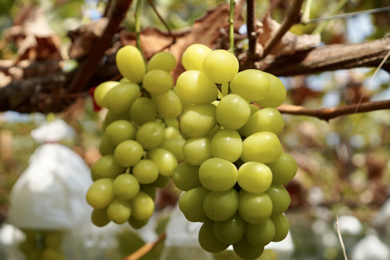 あわら温泉フルーツパークOKAYU（ぶどう狩り）