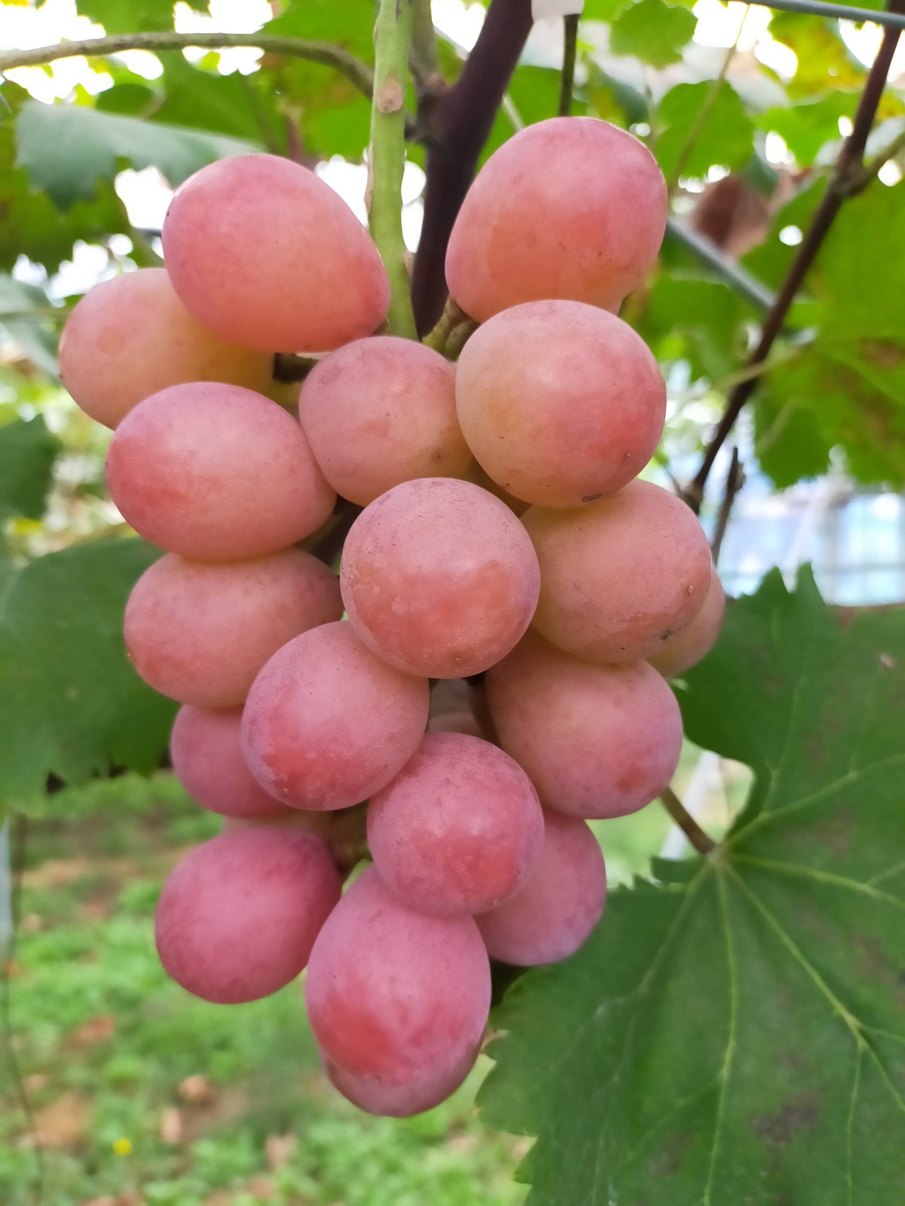 あわら温泉フルーツパークOKAYU（ぶどう狩り）
