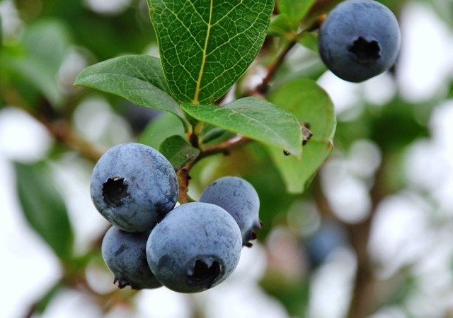 あわらフルーツランド（ぶどう、ブルーベリー狩り）