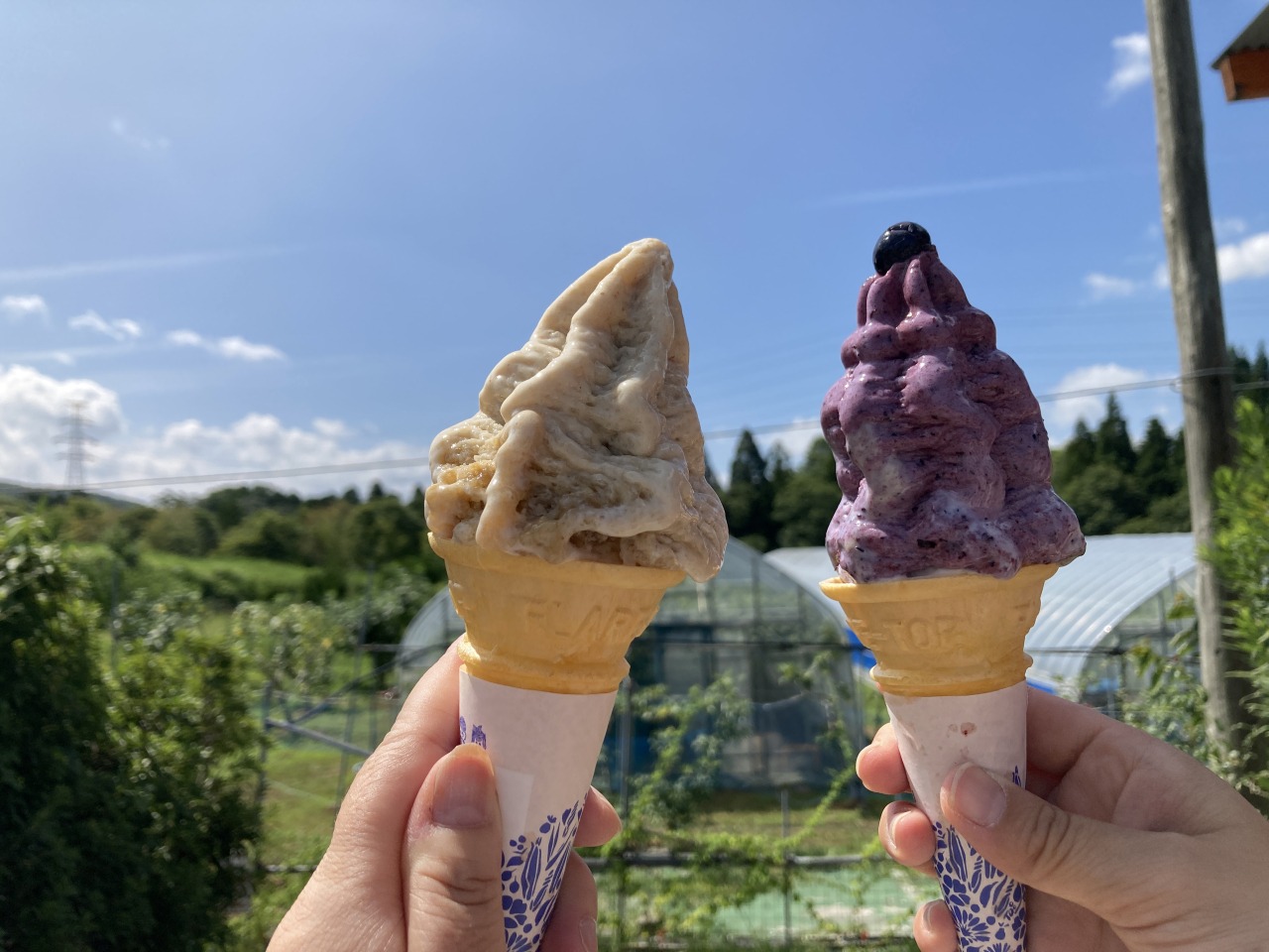 あわらフルーツランド（ぶどう、ブルーベリー狩り）