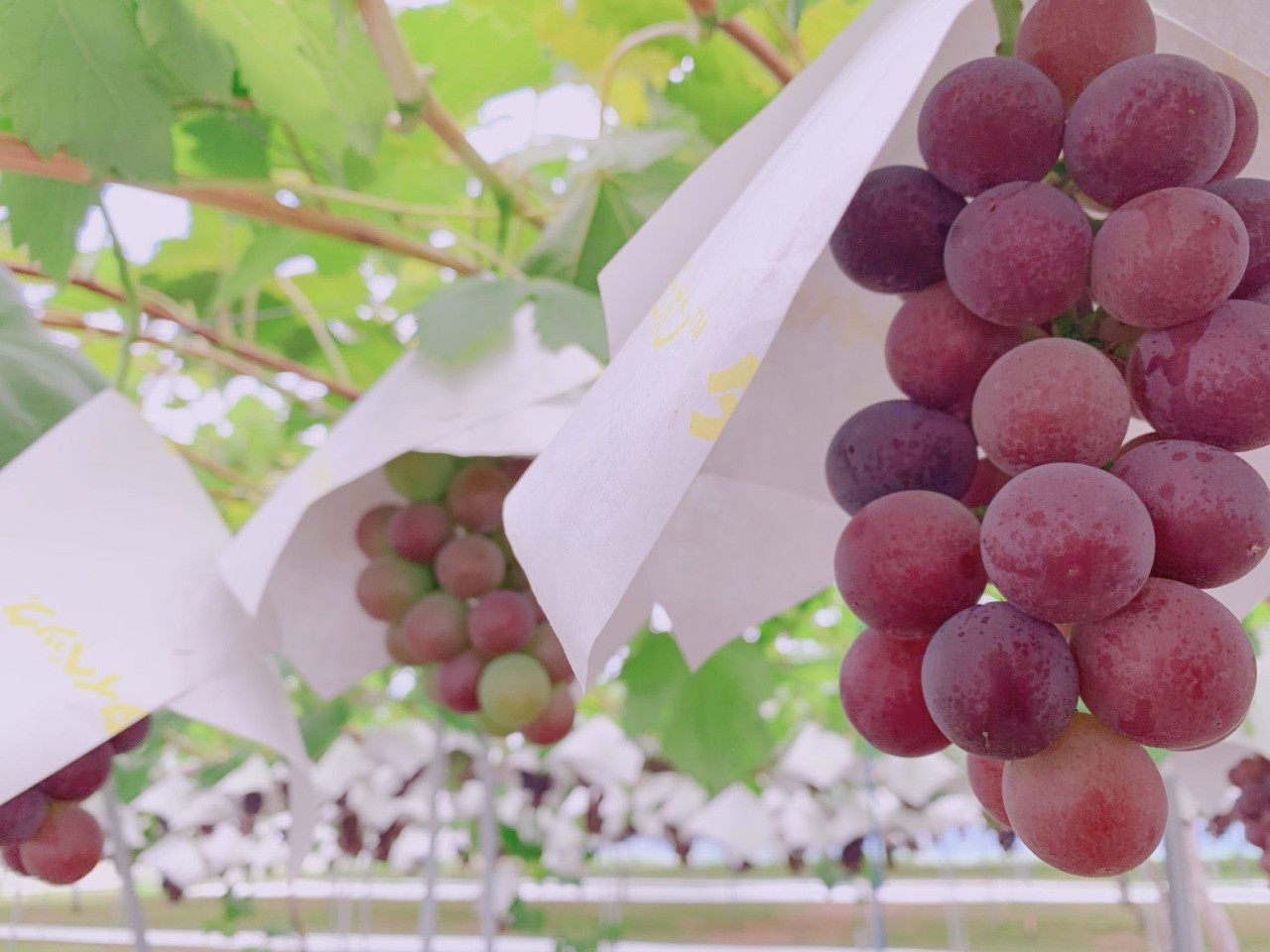あわらベルジェ ピアファーム 観光ぶどう園