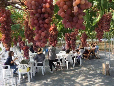 あわらベルジェ ピアファーム 観光ぶどう園