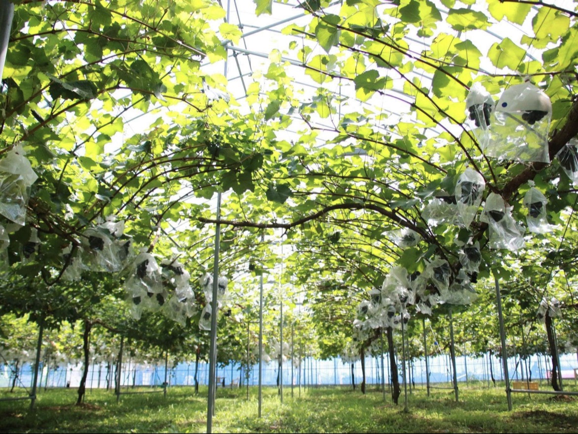 あわら温泉フルーツパークOKAYU（ぶどう狩り）