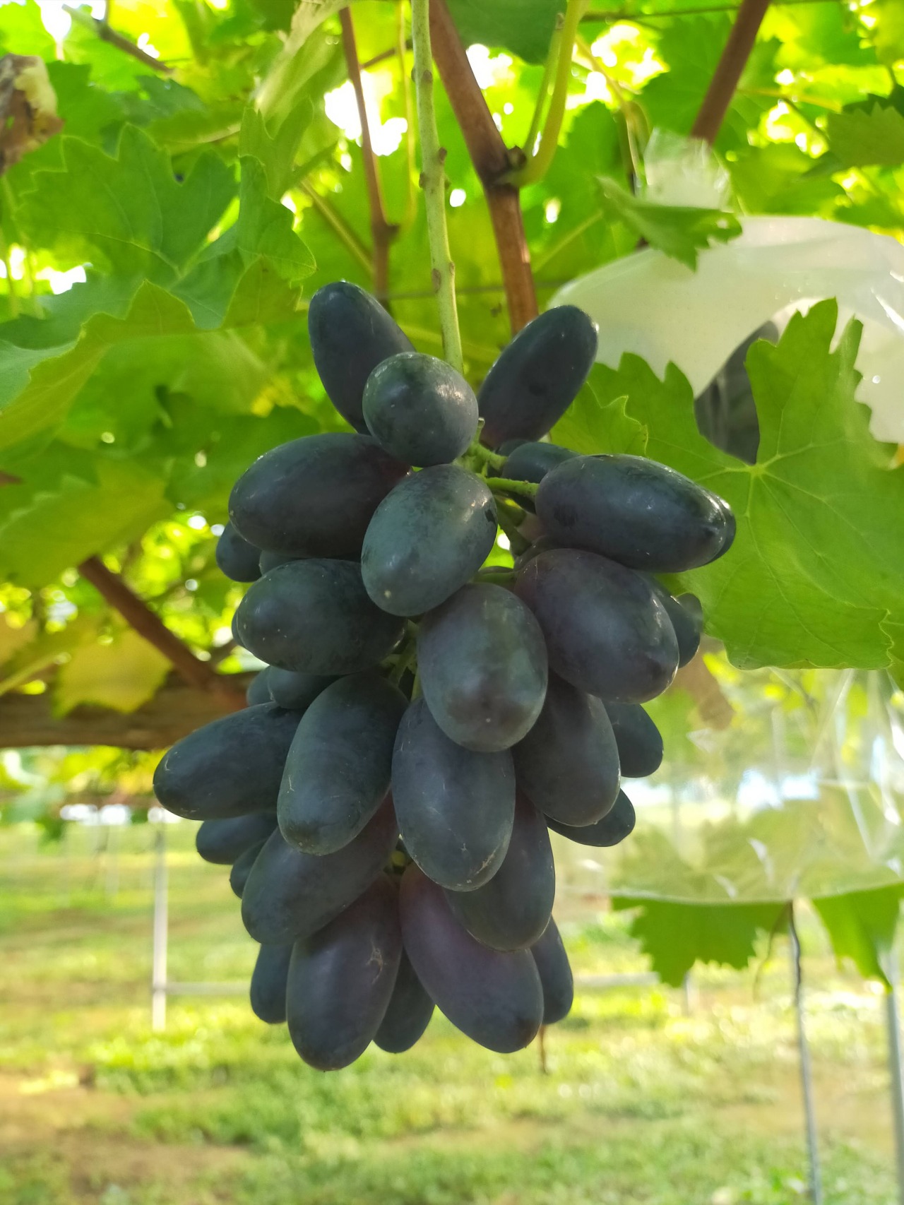 あわら温泉フルーツパークOKAYU（ぶどう狩り）