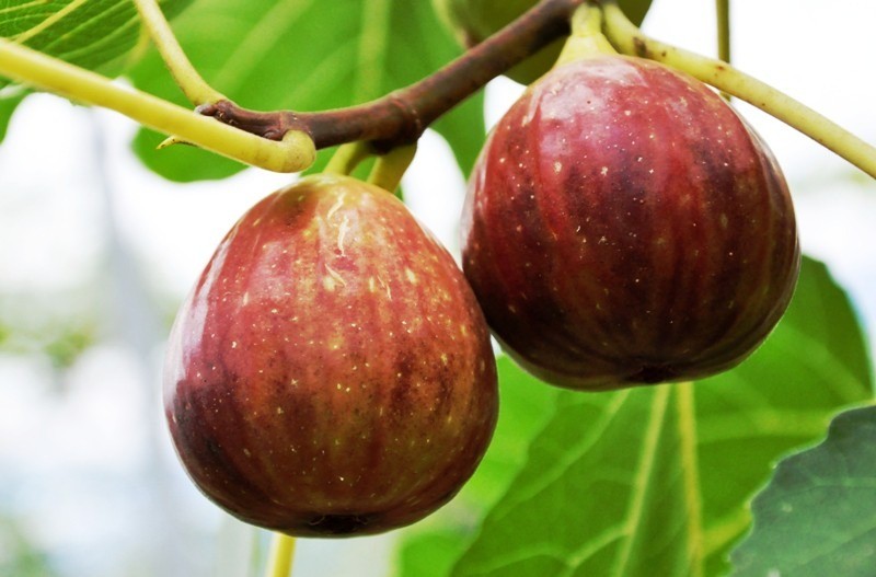 あわらフルーツランド（ぶどう、ブルーベリー狩り）