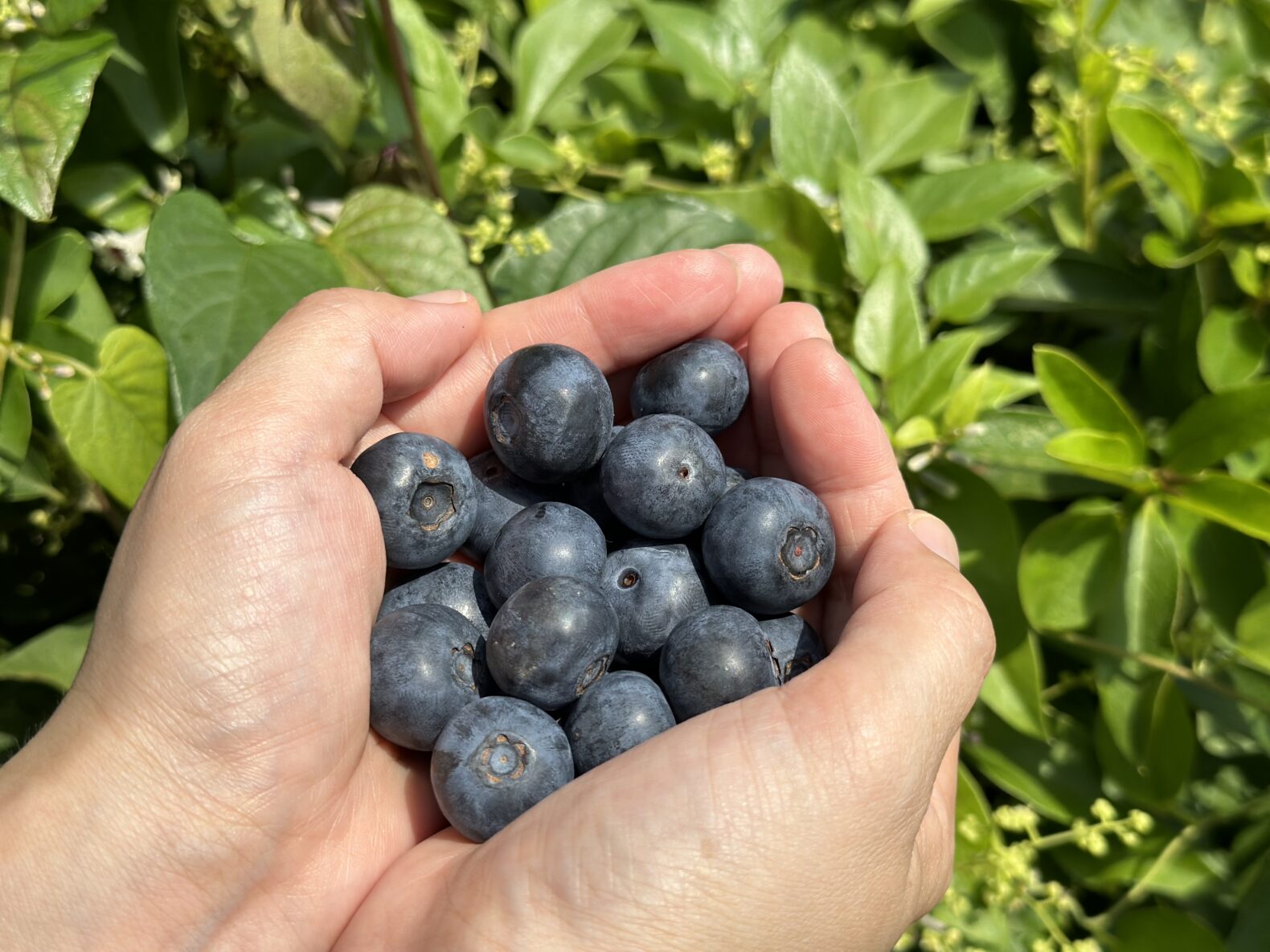 あわらフルーツランド