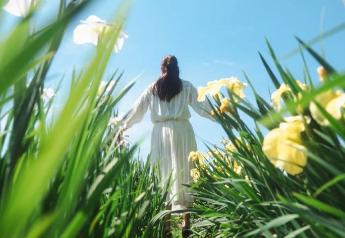 あわら北潟湖畔花菖蒲まつり