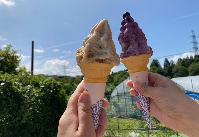 【夏休み】福井・あわら市でフルーツ狩り体験！旬のブルーベリー＆ぶどうを楽しむ