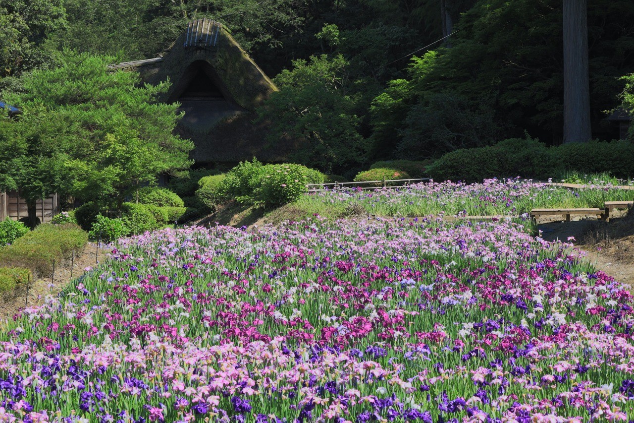 千古の家(坪川家住宅)